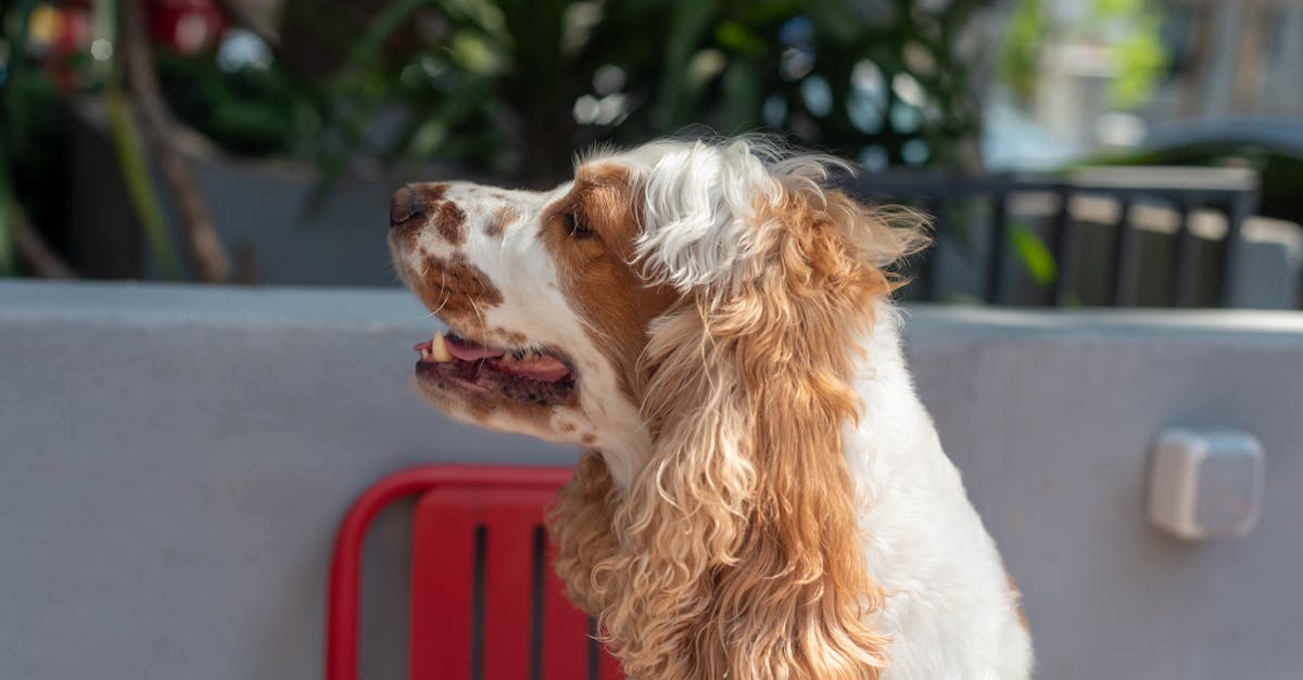 découvrez notre répulsif pour chiens efficace et sûr, conçu pour éloigner les animaux indésirables tout en préservant votre environnement. facile à utiliser et respectueux de la santé de vos compagnons à quatre pattes, notre produit vous aide à profiter de vos espaces extérieurs en toute tranquillité.