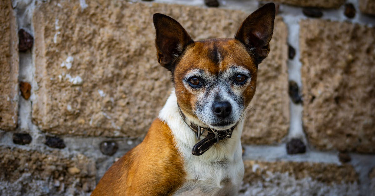 découvrez notre répulsif pour chiens, une solution efficace et sans danger pour éloigner les animaux indésirables de votre jardin ou de votre maison. préservez votre espace tout en respectant la nature avec notre formule innovante.