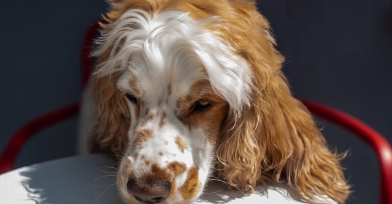 découvrez notre répulsif pour chiens, une solution efficace et naturelle pour éloigner les animaux indésirables de votre jardin, tout en préservant l'environnement. protégez votre espace extérieur sans nuire aux animaux avec notre formule sécurisée et facile à utiliser.