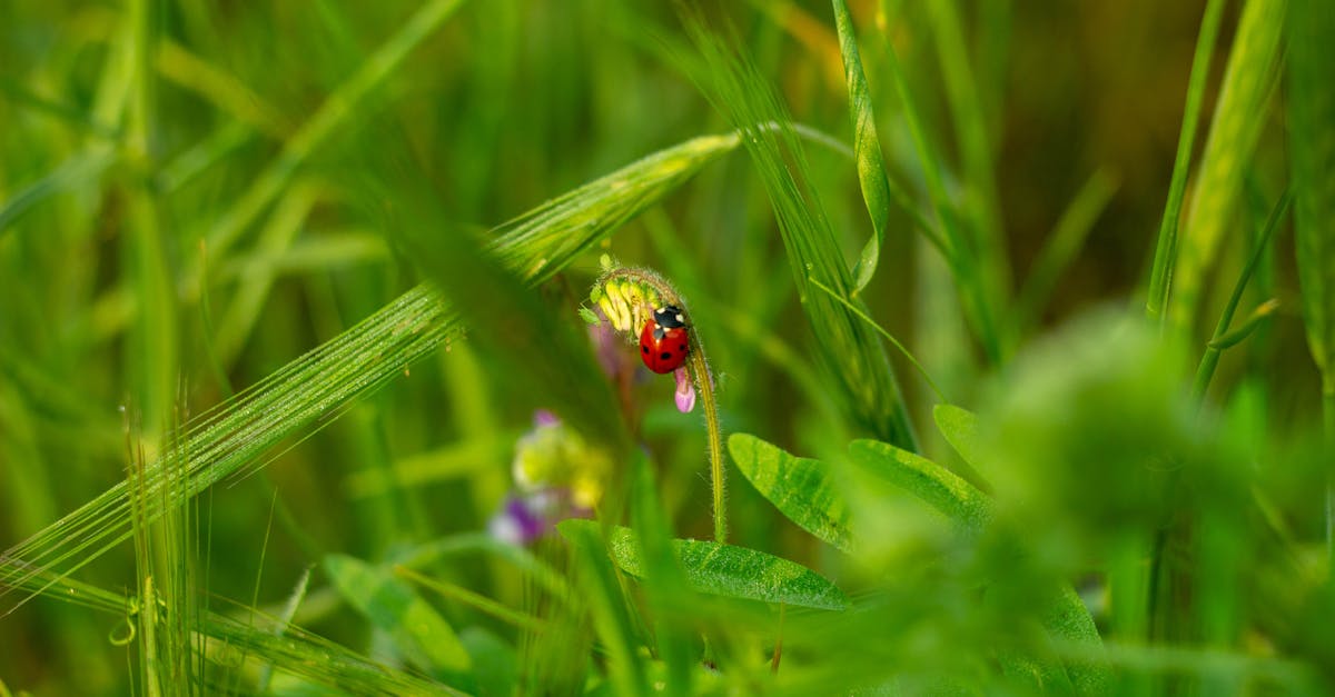 découvrez des astuces écologiques simples et efficaces pour adopter un mode de vie plus durable. transformez vos habitudes quotidiennes et contribuez à la protection de notre planète grâce à des conseils pratiques sur le recyclage, la réduction des déchets et la consommation responsable.