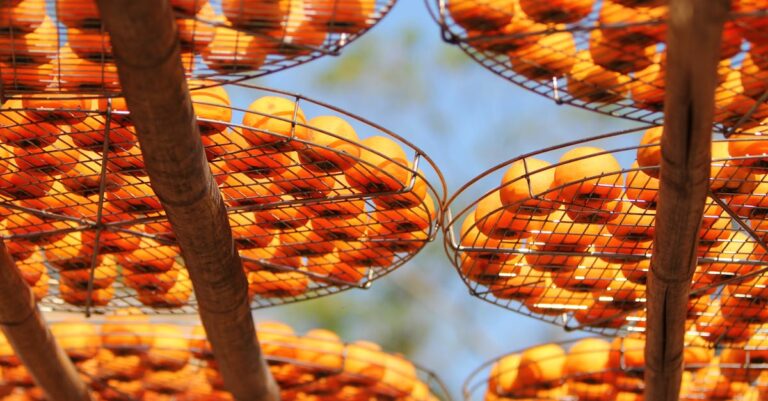 découvrez les meilleures techniques de conservation des fruits pour prolonger leur fraîcheur et leurs saveurs. apprenez des astuces pratiques et des méthodes de conservation adaptées à chaque type de fruit.