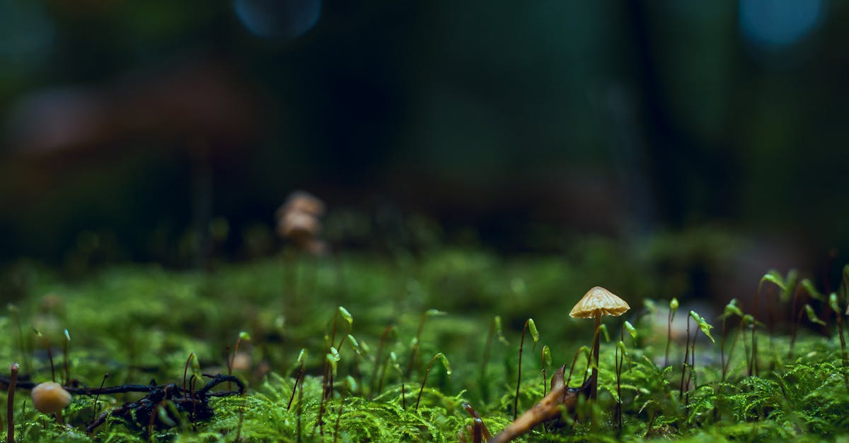 découvrez le monde fascinant des champignons (fungus), ces organismes uniques qui jouent un rôle crucial dans l'écosystème. apprenez-en plus sur leurs variétés, leurs fonctions, et leurs applications en médecine et en gastronomie.