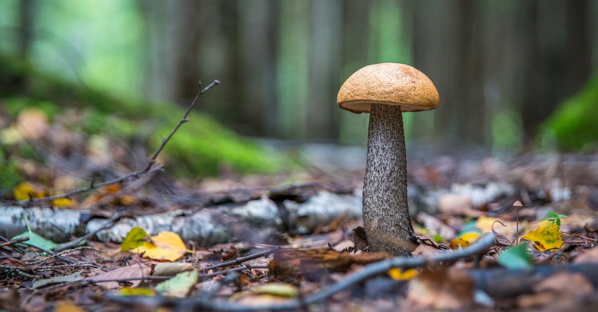 découvrez le fascinant monde des champignons : leur biologie, leurs types variés, leurs usages en cuisine et en médecine, ainsi que leur rôle crucial dans l'écosystème. plongez dans cette incroyable diversité et apprenez à les identifier et à les apprécier.