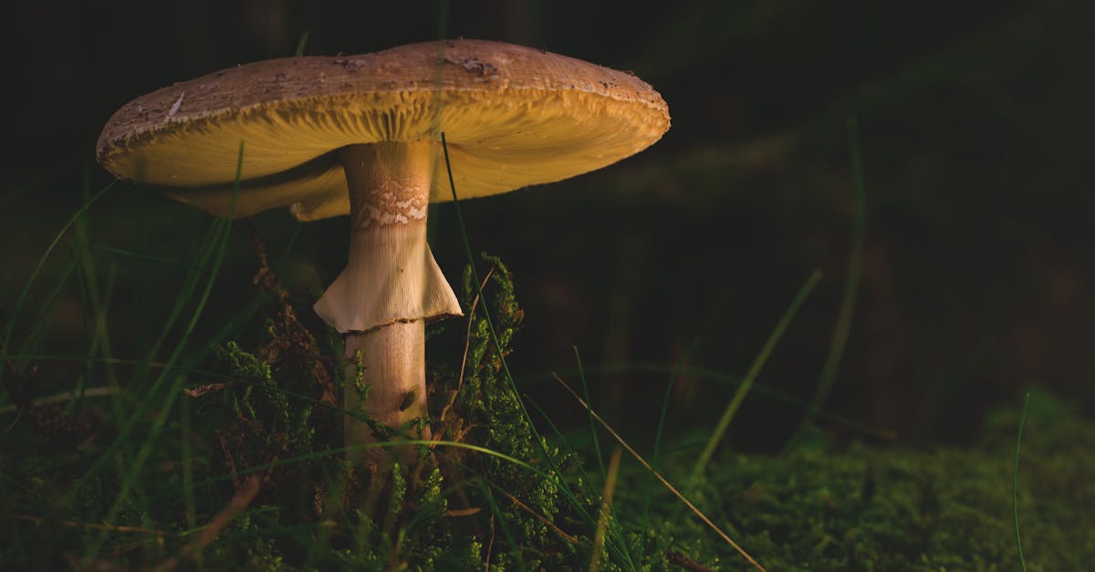 découvrez l'univers fascinant des champignons : leurs types, leur rôle dans l'écosystème, leurs bienfaits pour la santé et les tendances actuelles en mycologie. explorez les mystères des fungi et apprenez à les reconnaître et à les utiliser.