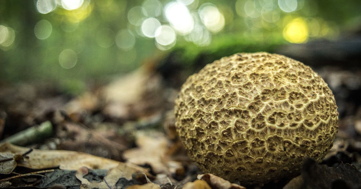 découvrez le monde fascinant des fungi : des champignons comestibles aux soins médicaux, explorez leur rôle écologique et leur diversité incroyable.