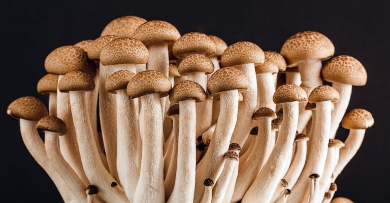 découvrez le monde fascinant des champignons : leur biologie, leur rôle dans l'écosystème et leurs utilisations variées, allant de l'alimentation à la médecine. plongez dans l'univers des fungi et apprenez à les reconnaître et à les apprécier.