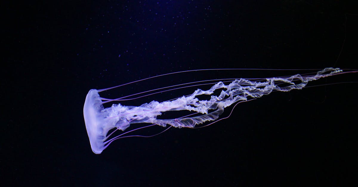 découvrez le monde fascinant des méduses, ces créatures marines aux formes élégantes et aux couleurs variées. apprenez-en plus sur leur habitat, leur comportement et leur rôle dans l'écosystème marin.