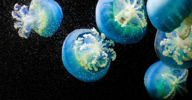 découvrez l'univers fascinant des méduse, créatures marines à la fois étonnantes et mystérieuses. apprenez-en plus sur leur biologie, leur habitat et leur rôle dans l'écosystème marin.