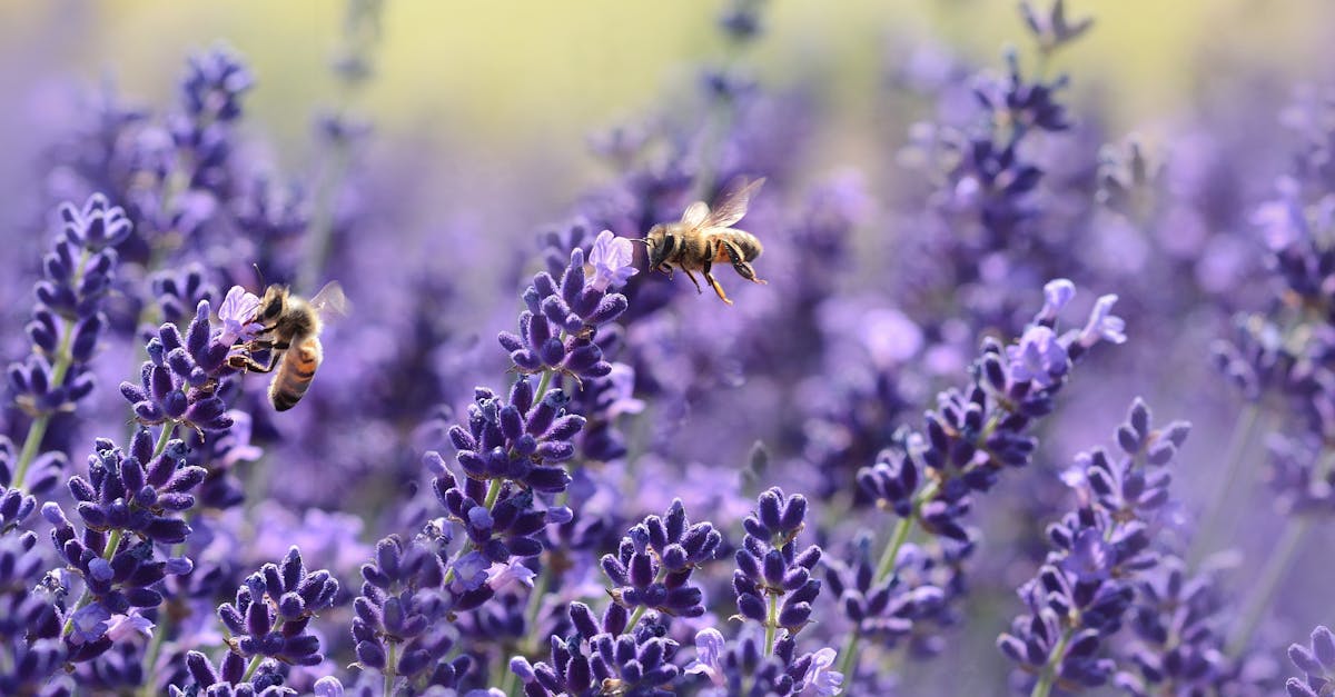 découvrez la lavande, une plante emblématique aux multiples bienfaits. apprenez tout sur ses propriétés aromatiques, ses utilisations en aromathérapie et ses vertus apaisantes. plongez dans l'univers envoûtant de la lavande, symbole de beauté et de sérénité.