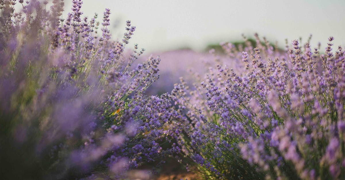 découvrez l'univers apaisant de la lavande, une plante prisée pour ses arômes délicats et ses vertus relaxation. apprenez à l'utiliser en parfumerie, en aromathérapie et en déco pour apporter une touche de sérénité à votre quotidien.
