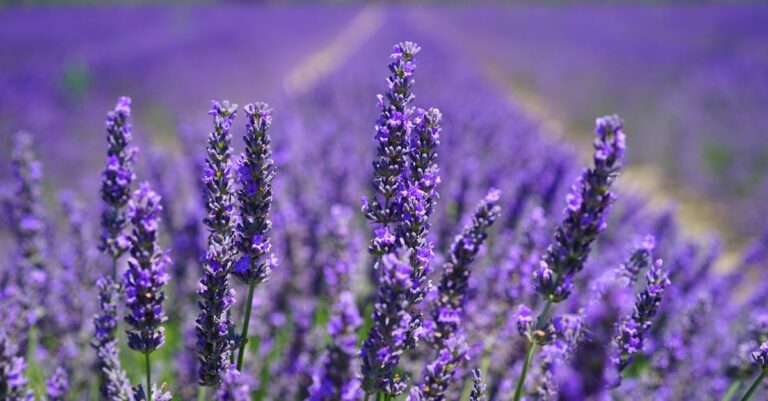 découvrez l'univers apaisant de la lavande, une plante emblématique aux multiples bienfaits. explorez ses usages en aromathérapie, ses propriétés relaxantes et les recettes de soins naturels à base de lavande pour une ambiance sereine dans votre quotidien.