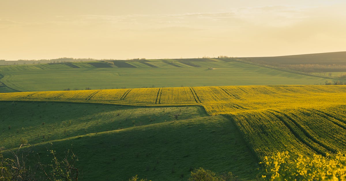 découvrez les avantages des engrais naturels pour enrichir votre sol et favoriser une croissance saine de vos plantes. optez pour des solutions écologiques et durables pour un jardin florissant.