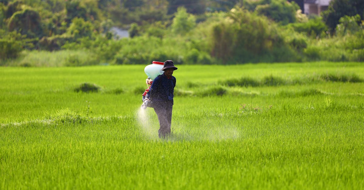 découvrez les herbicides naturels, une alternative écologique pour maintenir votre jardin sain sans nuire à l'environnement. apprenez comment ces solutions à base de plantes peuvent éliminer efficacement les mauvaises herbes tout en préservant la biodiversité.