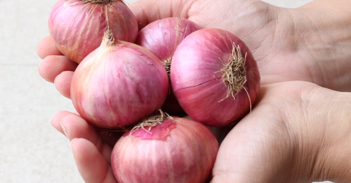 découvrez les secrets et les usages pratiques des peaux d'oignon, un trésor souvent négligé, qui regorge de bienfaits pour la santé, la cuisine et l'environnement.