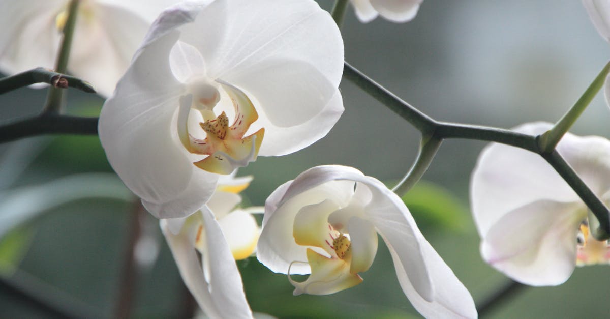 découvrez l'univers fascinant des orchidées, ces fleurs exotiques et élégantes qui apportent une touche de beauté à tout espace. explorez leurs différentes variétés, conseils de culture, et astuces d'entretien pour les faire fleurir et s'épanouir.
