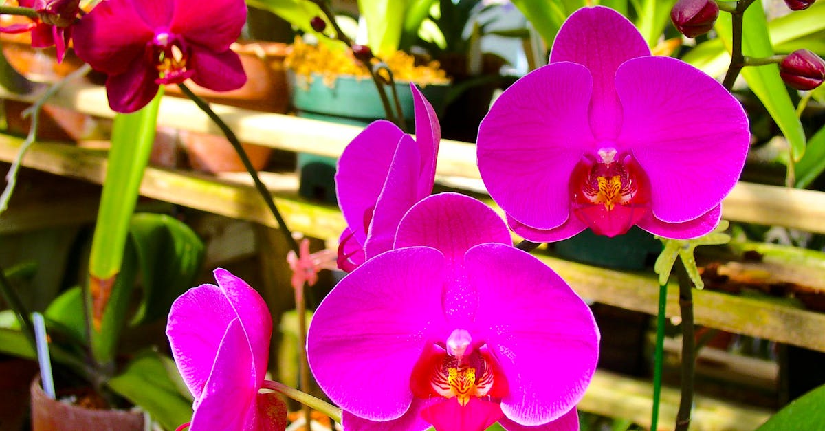 découvrez le monde fascinant des orchidées, des fleurs exotiques aux couleurs éclatantes et aux formes variées. apprenez à les cultiver, à les entretenir et à apprécier leur beauté unique dans votre jardin ou à l'intérieur de votre maison.