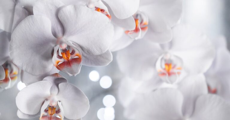 découvrez l'univers fascinant des orchidées, ces fleurs exotiques aux formes et couleurs variées. apprenez à les cultiver, à les entretenir et à apprécier leur beauté unique. laissez-vous séduire par les secrets et les conseils pour faire fleurir vos orchidées avec succès.