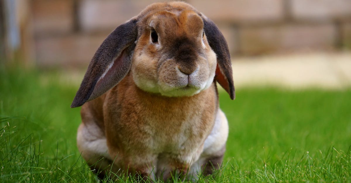 découvrez le monde fascinant des lapins : leurs caractéristiques, leur comportement, et des conseils pour en prendre soin. apprenez tout sur ces animaux adorables et leurs habitats naturels.