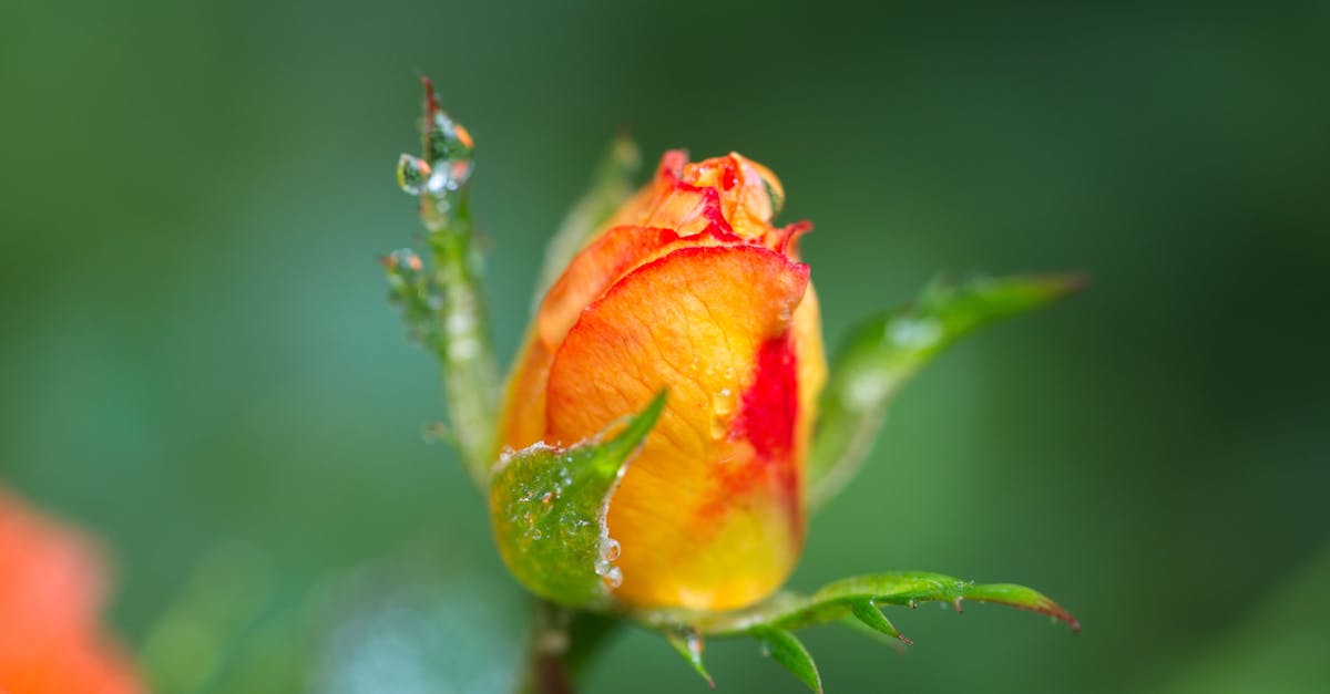 découvrez les maladies des rosiers : identification, traitement et prévention des principaux problèmes affectant vos roses. apprenez à protéger vos plantes pour un jardin florissant et en santé.