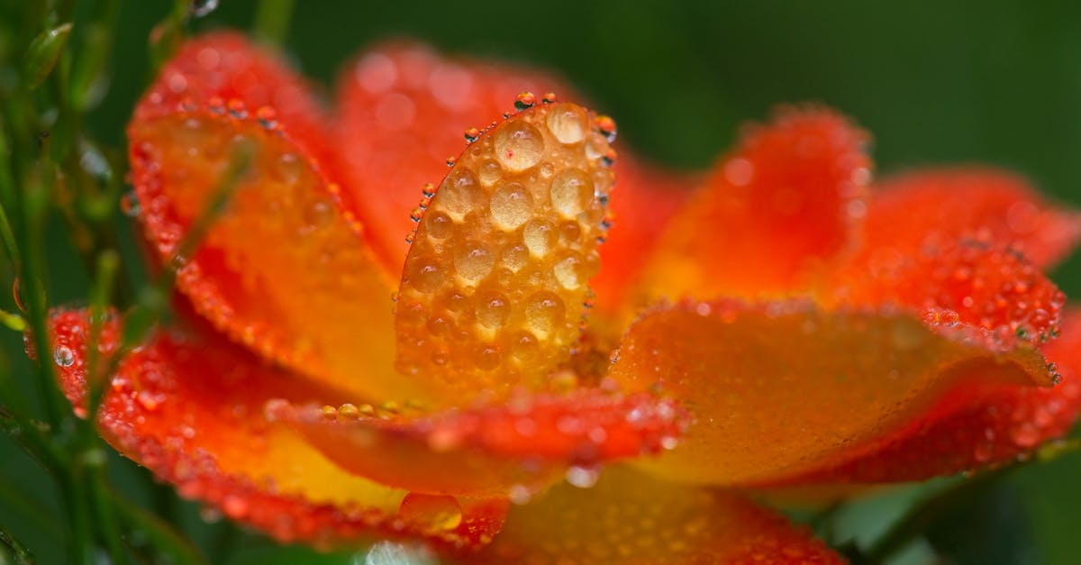 découvrez les maladies des roses : identification, prévention et traitement pour préserver la beauté de vos rosiers. apprenez à détecter les symptômes courants et adoptez les meilleures pratiques pour garder vos fleurs en bonne santé.