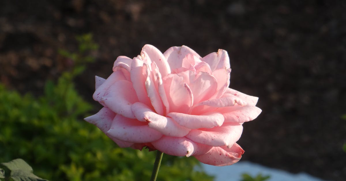 découvrez les différents types de maladies des roses, leurs symptômes et des solutions efficaces pour préserver la santé de vos rosiers. apprenez à identifier et traiter les infections courantes pour un jardin éclatant.