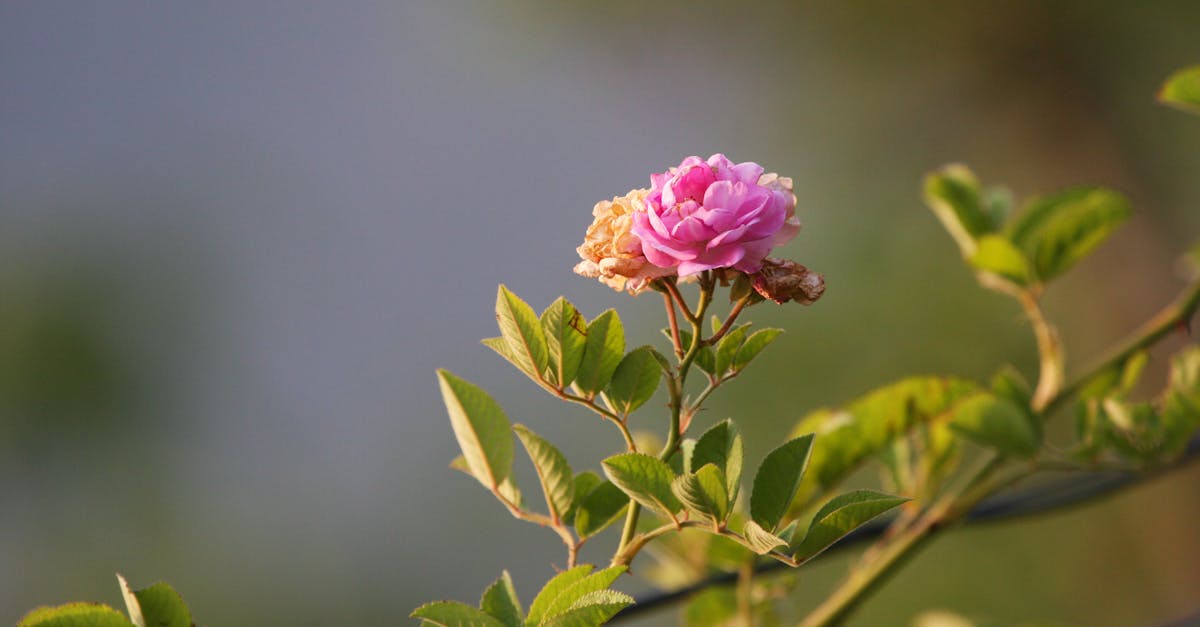 découvrez les maladies des rosiers : symptômes, causes et solutions pour maintenir vos roses en pleine santé. apprenez à identifier et traiter les problèmes courants pour assurer une floraison éclatante.