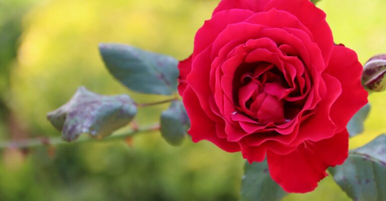 découvrez les maladies des roses : apprenez à identifier, prévenir et traiter les problèmes courants qui affectent vos rosiers pour garantir une floraison éclatante et en pleine santé.
