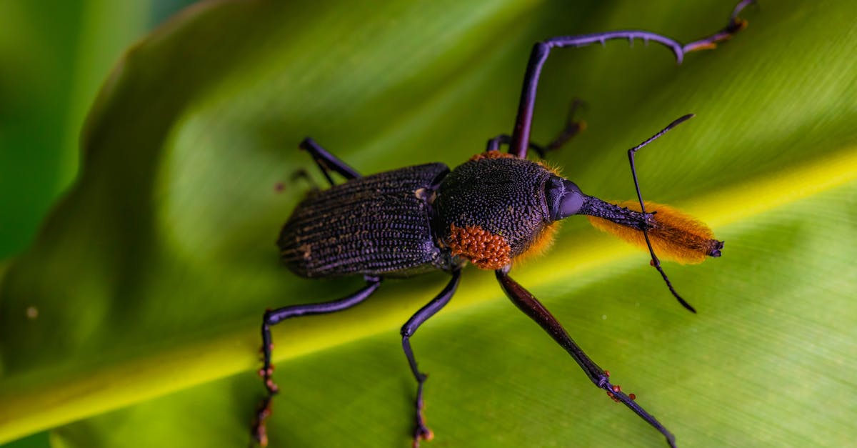 découvrez tout sur les weevils, ces insectes fascinants qui jouent un rôle essentiel dans les écosystèmes. apprenez à les identifier, leurs habitats, leur alimentation et comment gérer leurs populations dans votre jardin. explorez leur diversité et leur impact sur l'environnement.