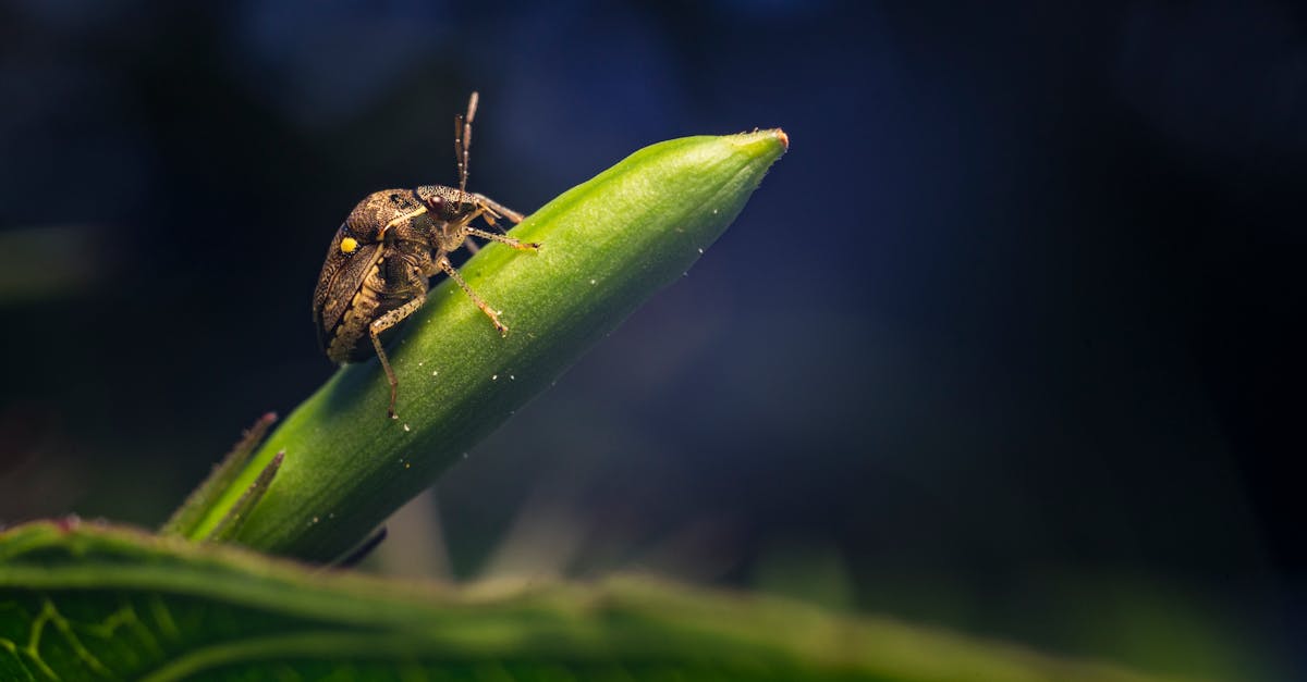 découvrez le monde fascinant des weevils, ces petits insectes au rôle essentiel dans l'écosystème. apprenez comment ils interagissent avec les plantes et leur impact sur l'agriculture et la nature. explorez leurs espèces, comportements et stratégies de survie.