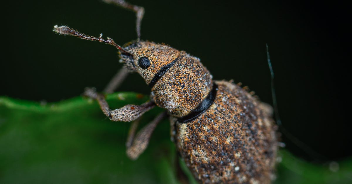 découvrez tout sur les weevils, ces petits insectes au corps allongé qui peuvent causer des dégâts dans vos réserves alimentaires. apprenez à les identifier, à comprendre leur cycle de vie et à mettre en œuvre des méthodes efficaces pour les contrôler et les prévenir.