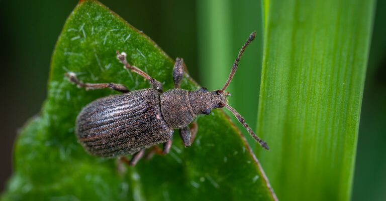 découvrez l'univers fascinant des weevils, ces insectes aux formes variées et aux moeurs singulières. apprenez-en plus sur leur habitat, leur comportement et leur rôle dans l'écosystème. idéal pour les passionnés de nature et de biodiversité.