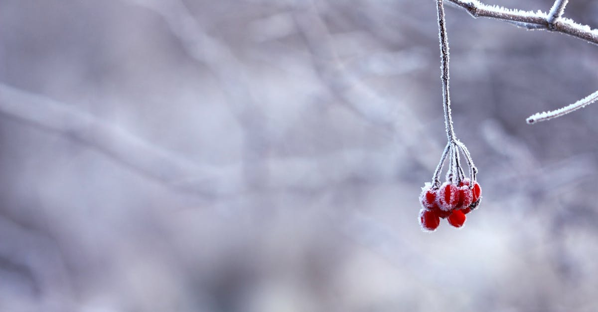 découvrez la magie de l'hiver : paysages enneigés, sports d'hiver, recettes réconfortantes et astuces pour profiter au maximum de cette saison féerique. embrassez le froid et laissez-vous séduire par la beauté hivernale.