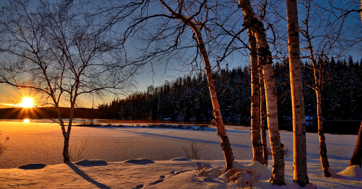 découvrez la magie de l'hiver avec ses paysages enneigés, ses activités de plein air palpitantes et ses moments de convivialité autour d'un bon chocolat chaud. plongez dans l'esprit chaleureux de cette saison féerique !