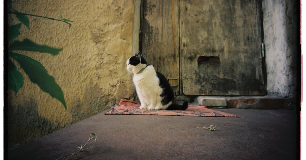 découvrez nos conseils et produits cat-proof pour transformer votre maison en un espace sécurisé pour votre chat. protégez vos meubles et objets tout en offrant un environnement confortable et amusant à votre compagnon félin.