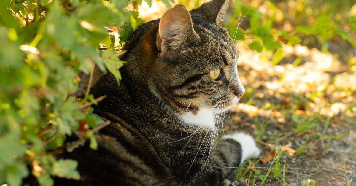 découvrez des astuces et des solutions efficaces pour rendre votre maison résistant aux chats. protégez vos meubles, plantes et objets précieux tout en offrant un environnement sûr et agréable à votre félin.
