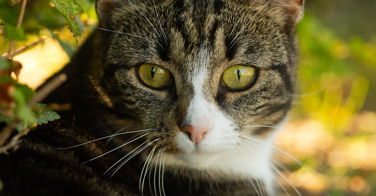 découvrez nos astuces et solutions pratiques pour rendre votre maison résistante aux chats. apprenez à protéger vos meubles et vos plantes tout en offrant un environnement sûr et agréable pour votre félin.