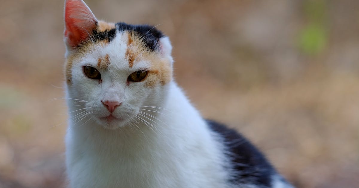 découvrez nos conseils et astuces pour rendre votre maison et vos espaces de vie cat-proof. protégez vos meubles et profitez d'un environnement sécurisé pour votre chat.