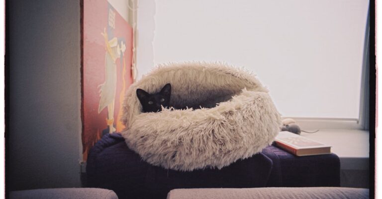 découvrez des astuces et des produits spécialement conçus pour rendre votre espace de vie sûr et agréable pour votre chat. apprenez à protéger vos meubles et objets tout en offrant un environnement enrichissant à votre compagnon félin.