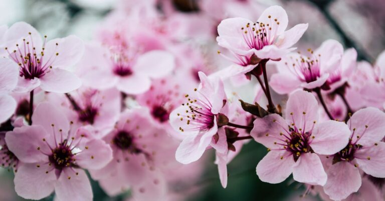 découvrez tout ce que vous devez savoir sur les noyaux de cerise : leurs propriétés, leurs utilisations en cuisine et en jardinage, ainsi que des astuces pour les recycler de manière créative. plongez dans le monde fascinant des cerises et de leurs noyaux !