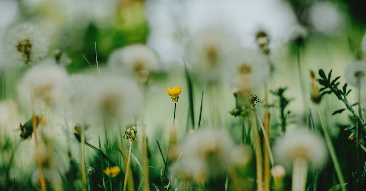 découvrez le chicorée, une plante aux multiples bienfaits pour la santé. apprenez comment l'utiliser en infusion, en salade ou comme substitut de café tout en profitant de ses propriétés digestives et antioxydantes.