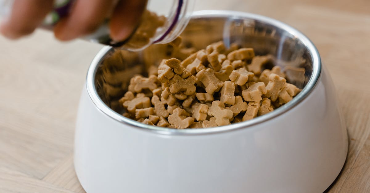 découvrez les raisons pour lesquelles votre chien refuse sa nourriture et comment remédier à ce problème. des conseils pratiques pour rétablir l'appétit de votre compagnon à quatre pattes.