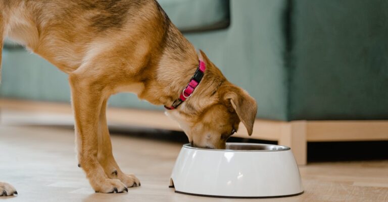 découvrez les raisons pour lesquelles votre chien refuse sa nourriture et comment y remédier. apprenez des astuces pratiques pour stimuler l'appétit de votre fidèle compagnon et garantir qu'il mange sainement.