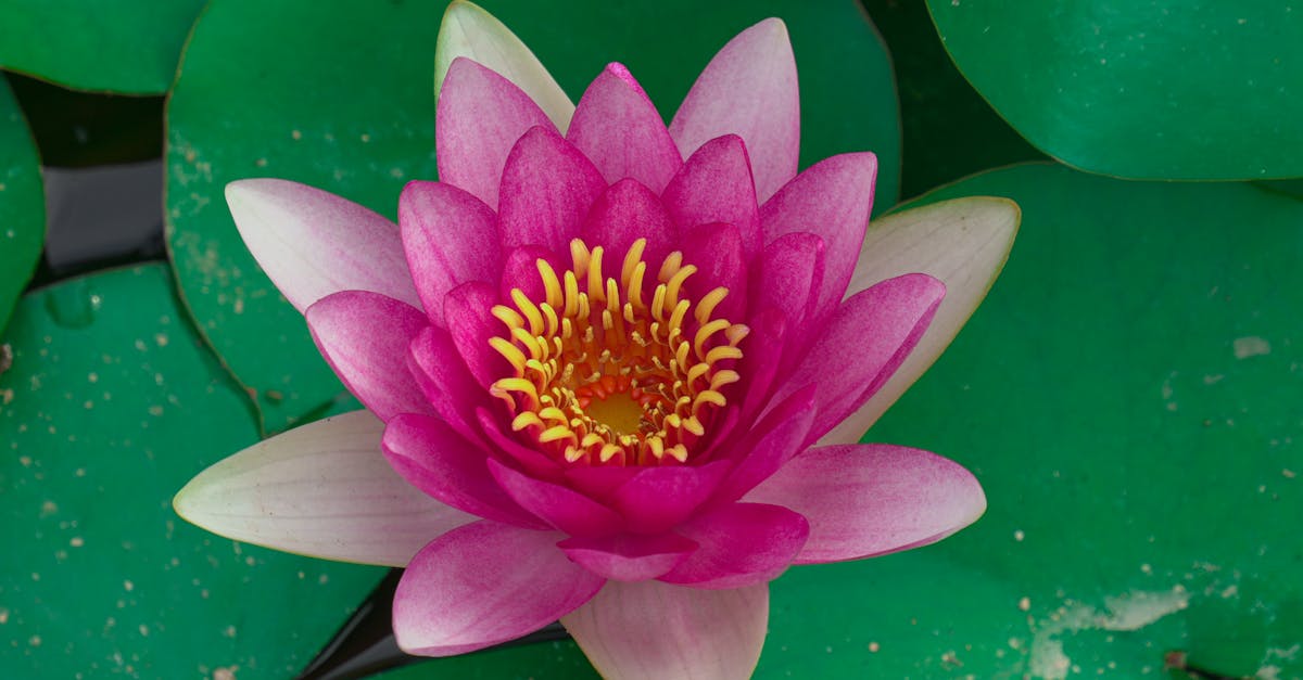 découvrez notre gamme de confitures florales artisanales, alliant saveurs délicates et arômes naturels pour une expérience gustative unique. parfaites sur vos tartines ou dans vos desserts!
