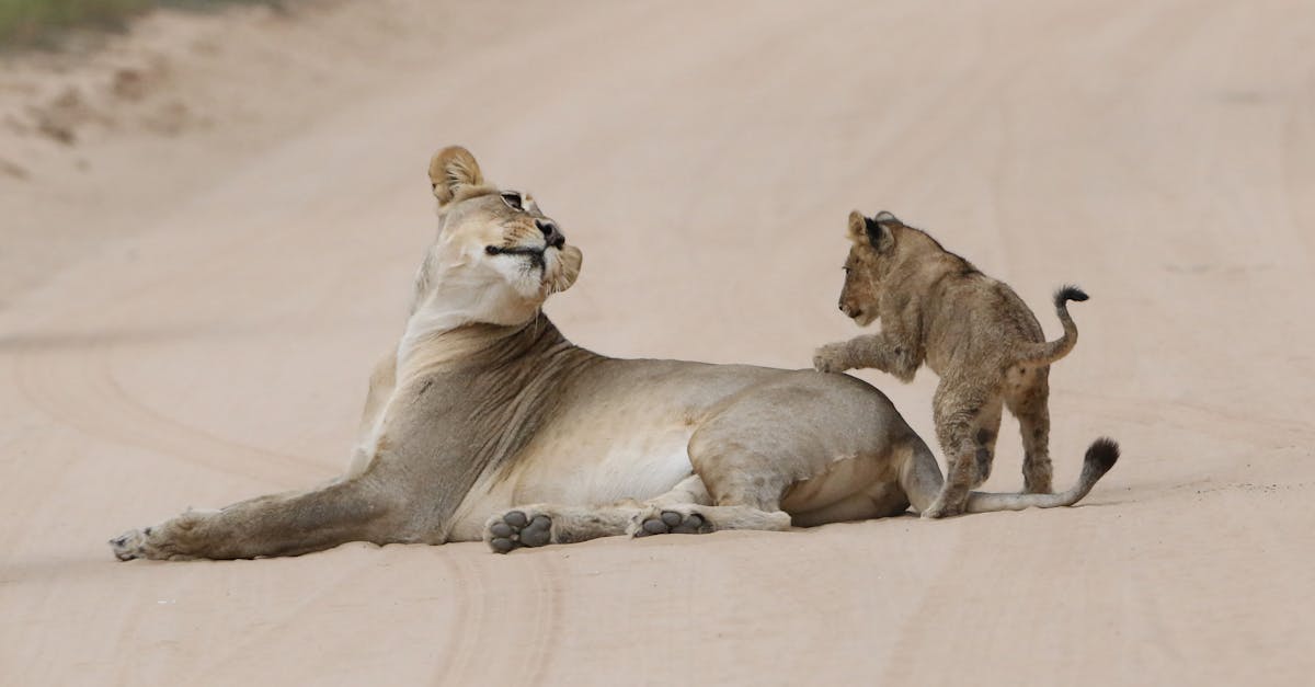 découvrez des conseils et astuces pour prendre soin de vos talons. hydratation, exfoliation et protection, apprenez à garder vos pieds doux et en bonne santé.