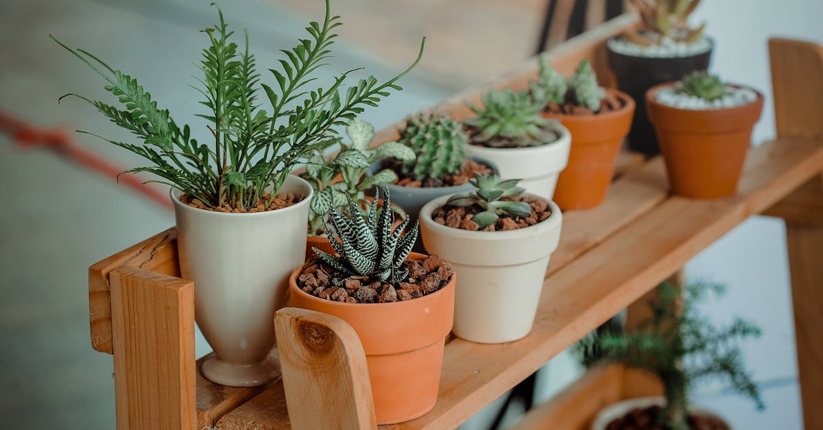 découvrez le monde fascinant des plantes d'intérieur avec nos conseils pour choisir, entretenir et décorer votre espace. transformez votre maison en un havre de verdure et améliorez votre bien-être grâce aux bienfaits des houseplants.