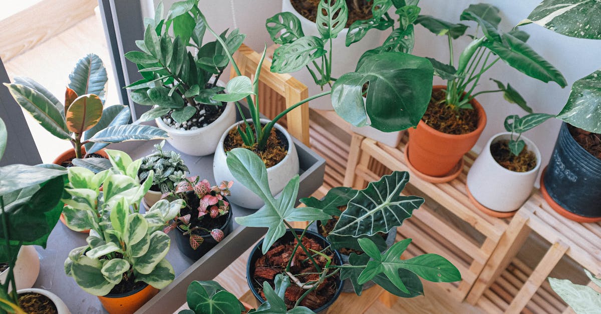 découvrez l'univers fascinant des plantes d'intérieur ! apprenez comment choisir, entretenir et mettre en valeur vos houseplants pour embellir votre espace de vie tout en améliorant votre bien-être.