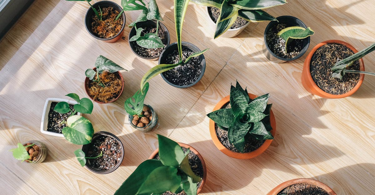 découvrez notre guide complet sur les plantes d'intérieur : conseils d'entretien, choix des espèces et astuces pour un intérieur verdoyant et sain. transformez votre maison en oasis de verdure !