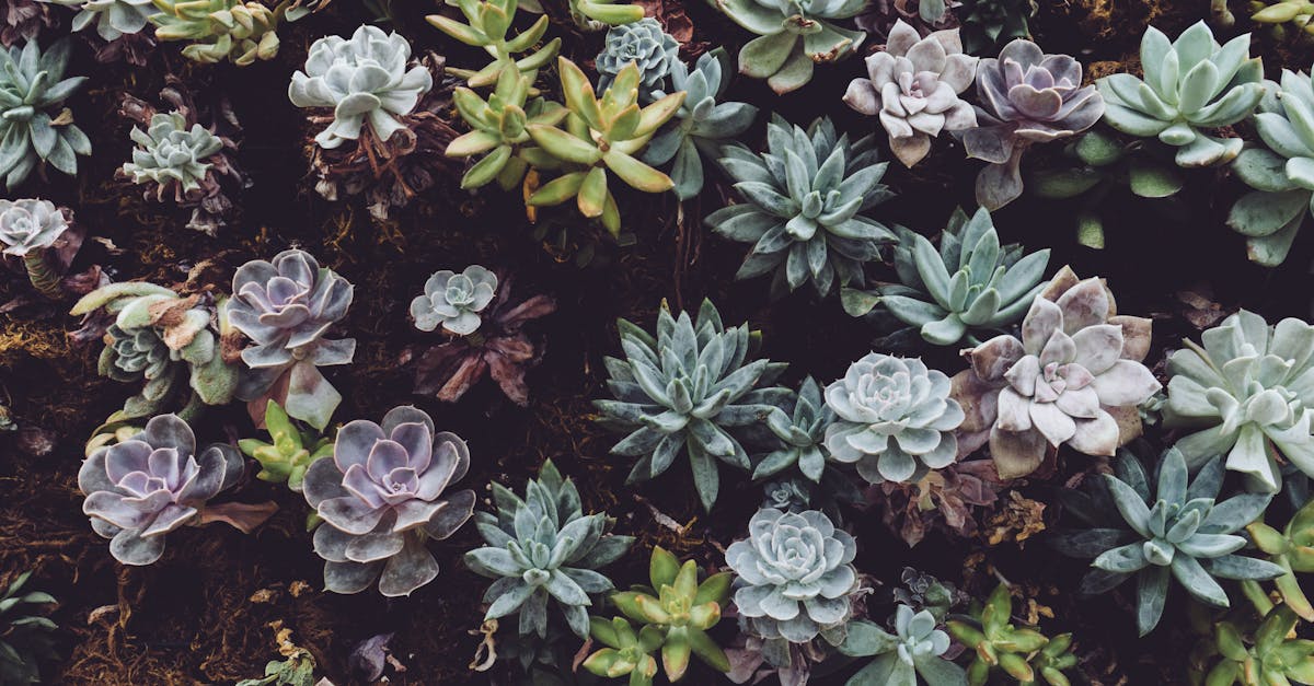 découvrez notre sélection de plantes d'intérieur pour égayer votre maison. apprenez à prendre soin de vos plantes, à choisir celles qui s'adaptent le mieux à votre espace et à profiter des bienfaits d'un environnement verdoyant. transformez votre intérieur en un véritable havre de paix!