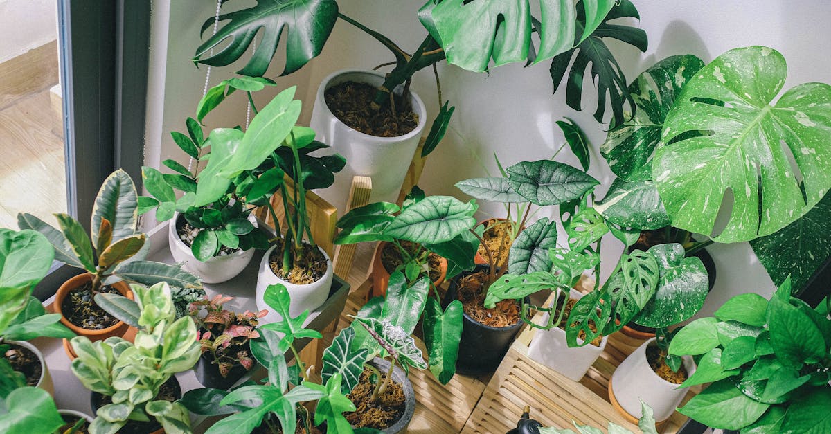 découvrez l'univers apaisant des plantes d'intérieur. transformez votre espace avec des houseplants. apprenez à choisir, entretenir et profiter des bienfaits des plantes pour votre bien-être et votre décoration intérieure.