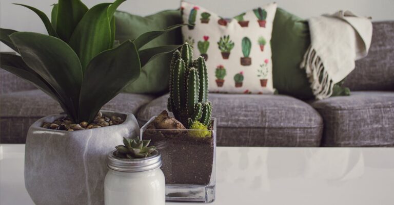 découvrez l'univers fascinant des plantes d'intérieur ! apprenez à choisir, entretenir et réjouir votre espace de vie avec des houseplants qui purifient l'air et ajoutent une touche de verdure à votre décoration. plantes faciles à entretenir, conseils d'experts et inspiration déco vous attendent.